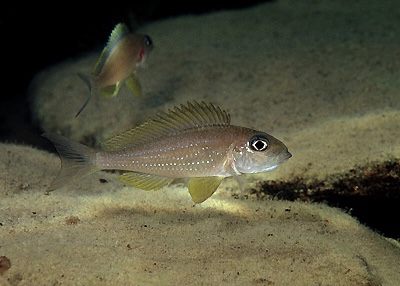 Xenotilapia sp. 'spilopterus north' Halembe